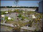 Ontario Science Centre Green Roof